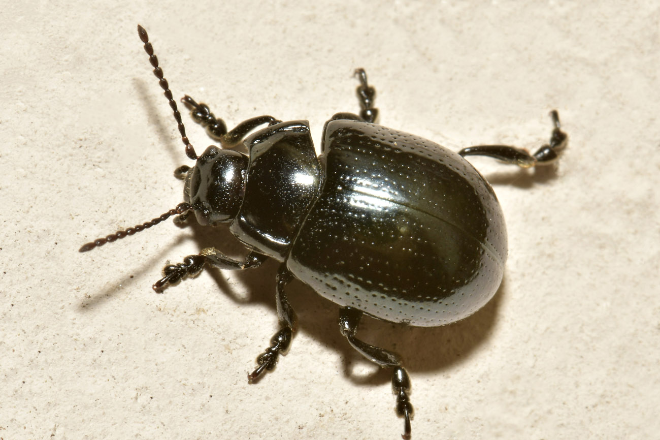 Chrysomelidae: Chrysolina oricalcia? S.